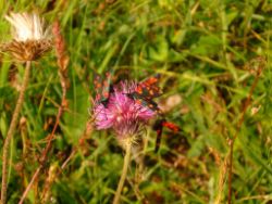 2013-08-25_Risserkogel (022).JPG